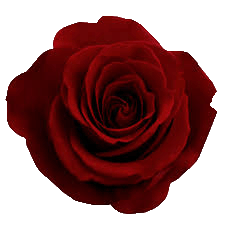Redrosegif